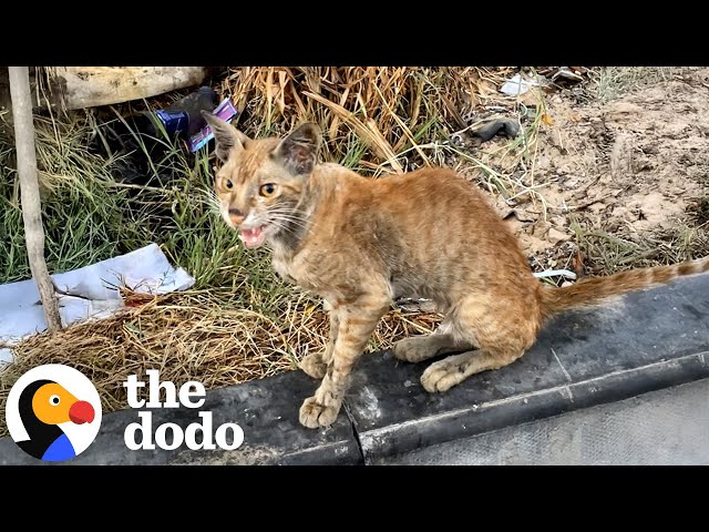 Sick Stray Cat Left For Dead Is Saved Just In Time | The Dodo