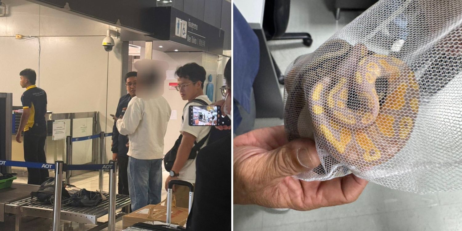 Tourist arrested for smuggling 3 live pythons in underwear at Bangkok airport