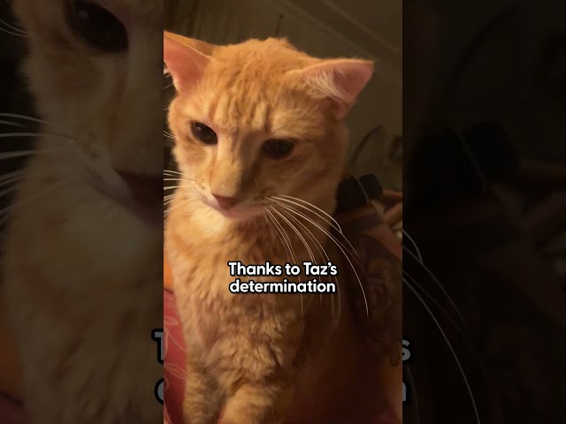 Sick Stray Cat Left For Dead Is Saved Just In Time | The Dodo