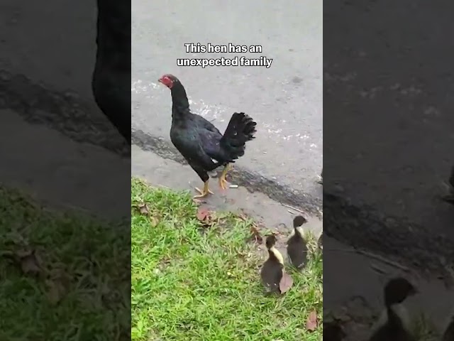Mother Hen Adopts Ducklings As Her Own