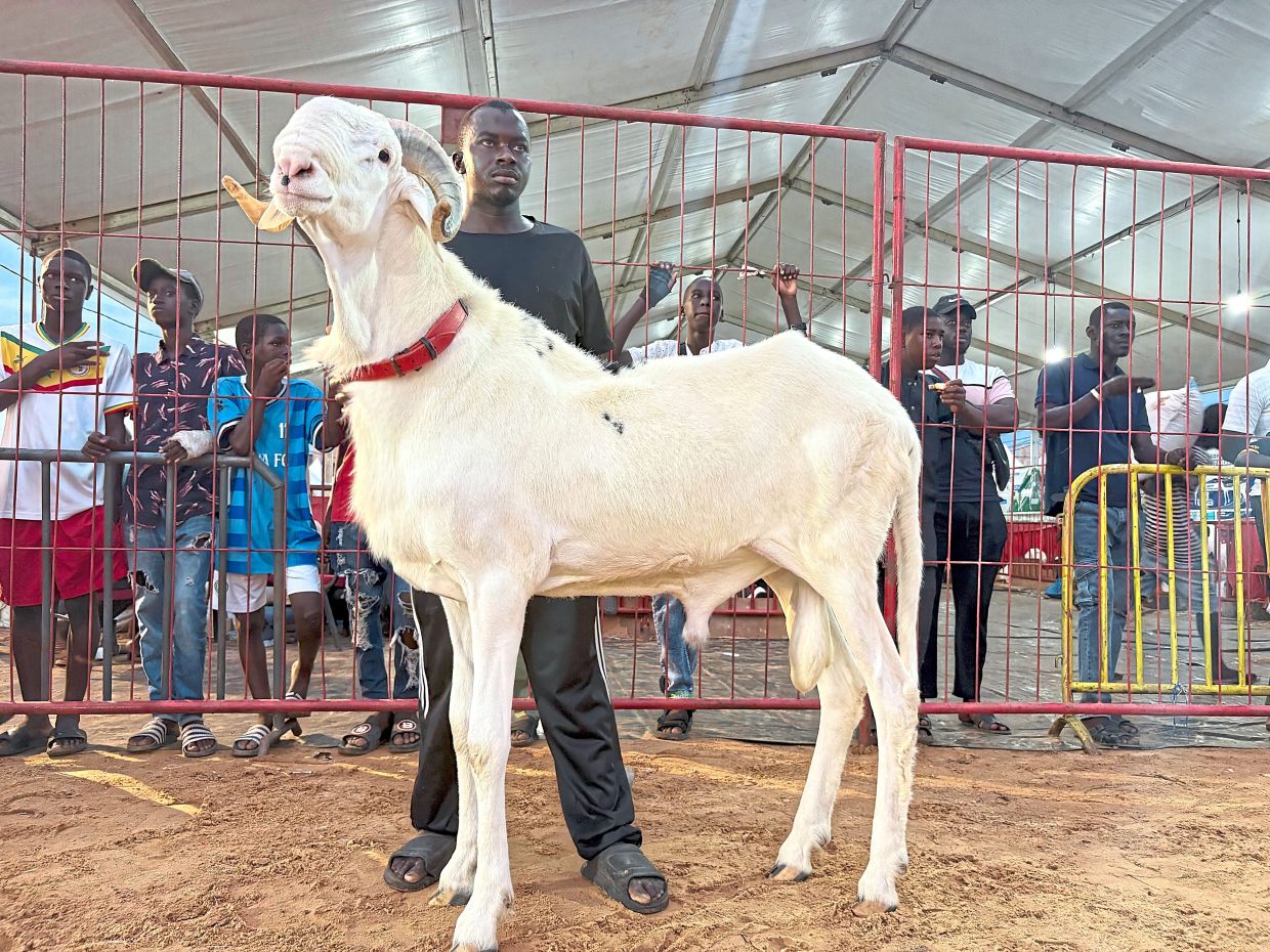The prettiest sheep of all: This beauty contest in Senegal is a woolly affair