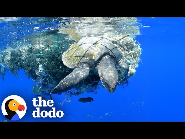 Sea Turtle Stuck In Plastic Gets Help At Just The Right Time | The Dodo