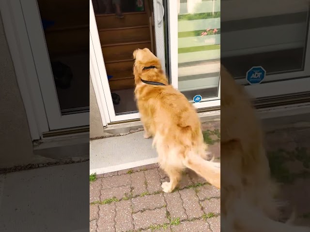 Dog Waits Patiently for Neighbor with Leash