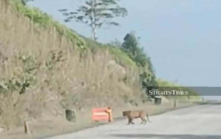 The Tigers Of Trengganu: A LOCKE: 9780353346772