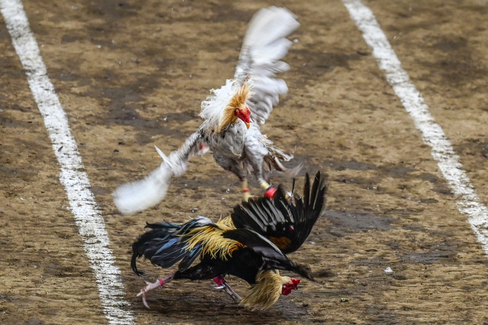 Six arrested in Sarawak cockfighting raid, roosters and betting items seized
