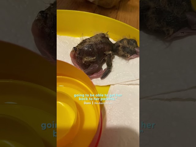 Magpie Asks For Belly Rubs From Her Favorite Kid | The Dodo