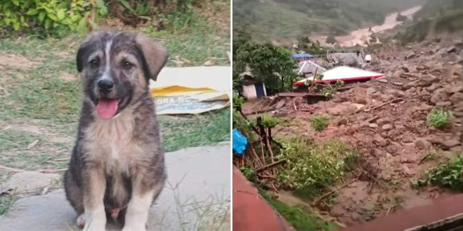 Puppy saves villagers in India from landslide, alerted owner before disaster struck