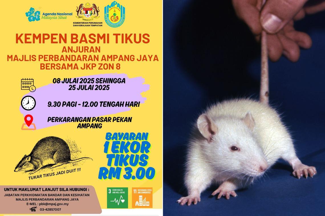 Pests for fast cash: Vendors at Selangor market offered $0.90 for every rat they catch