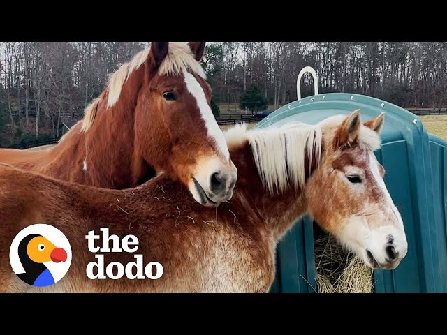 Proof That It's Never Too Late To Fall In Love | The Dodo
