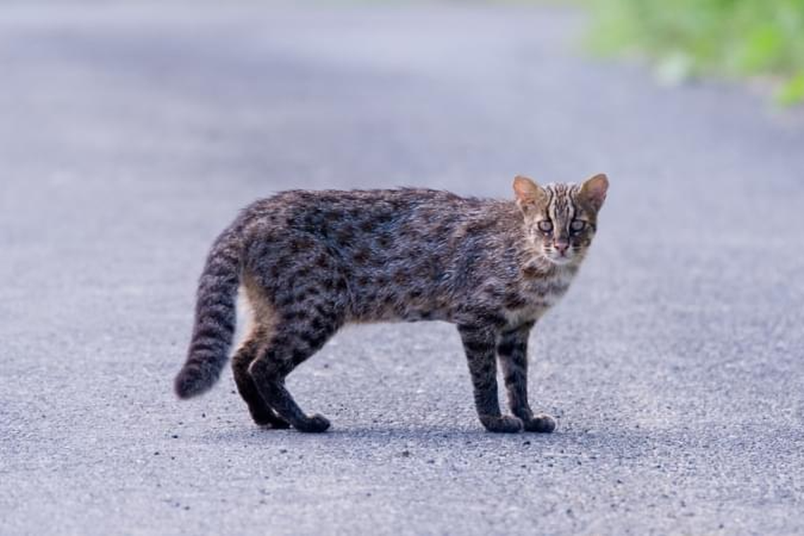 “Forever chemicals” found in organs of vulnerable Japanese wildcats