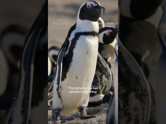 Turns out even penguins get jealous 🐧