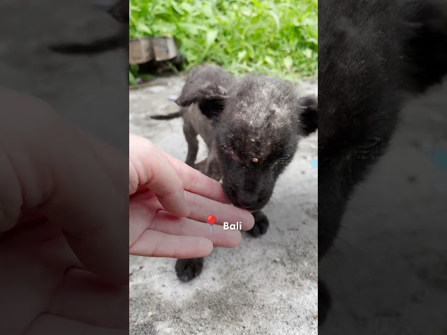 Tiny Hairless Puppy Stops Traffic And Gets Rescued | The Dodo