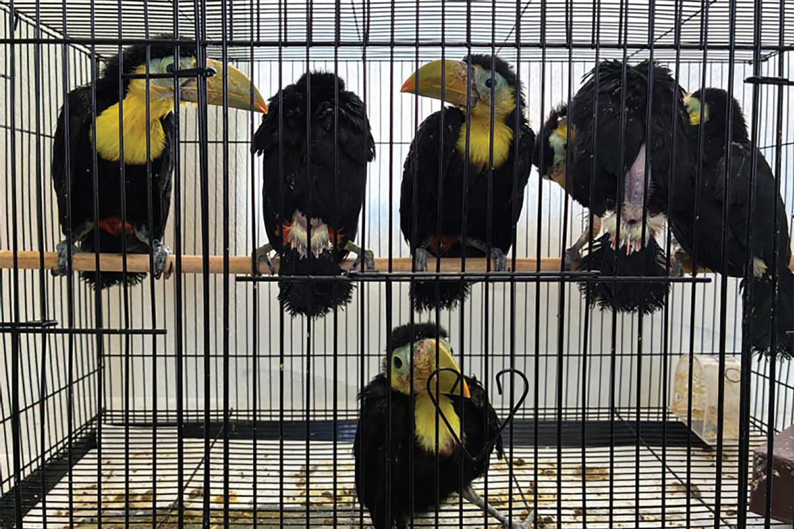 Man had 14 toucans stashed in his Volkswagen dashboard, US Says