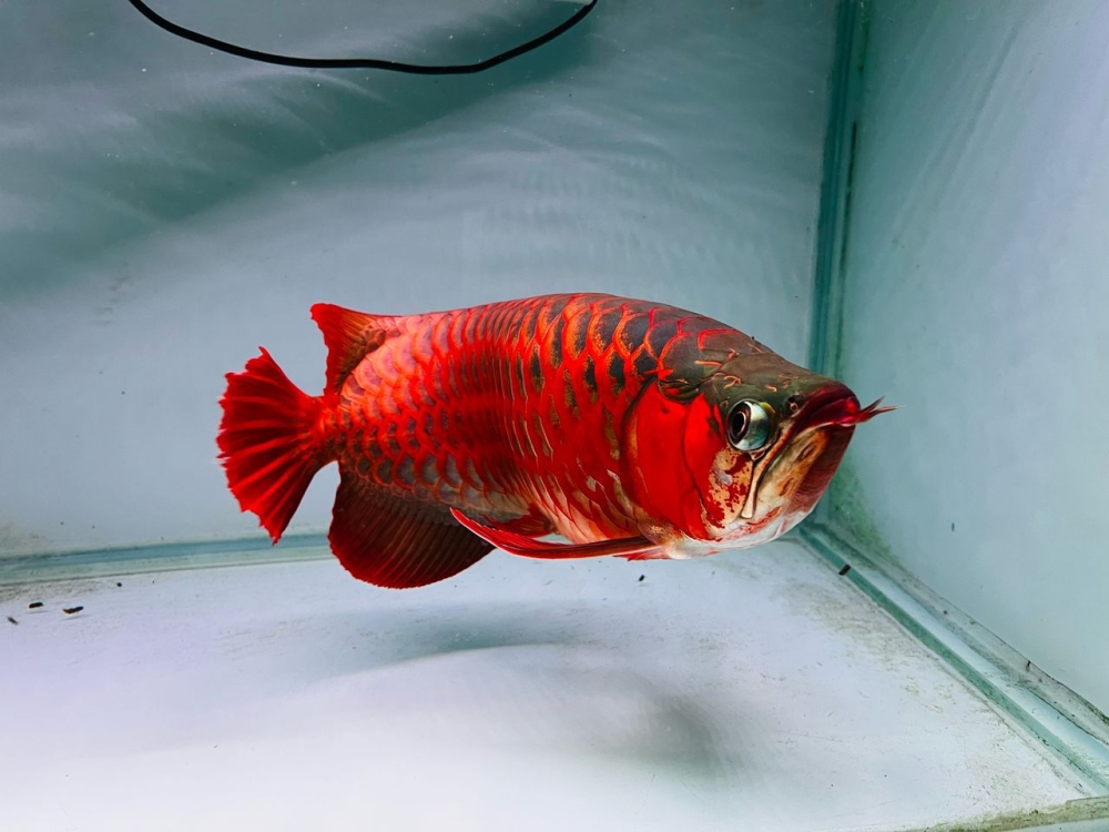 Johorean fish breeder Sianlon Aquatic dreams of an ‘arowana for every home’ after Osaka Expo spotlight