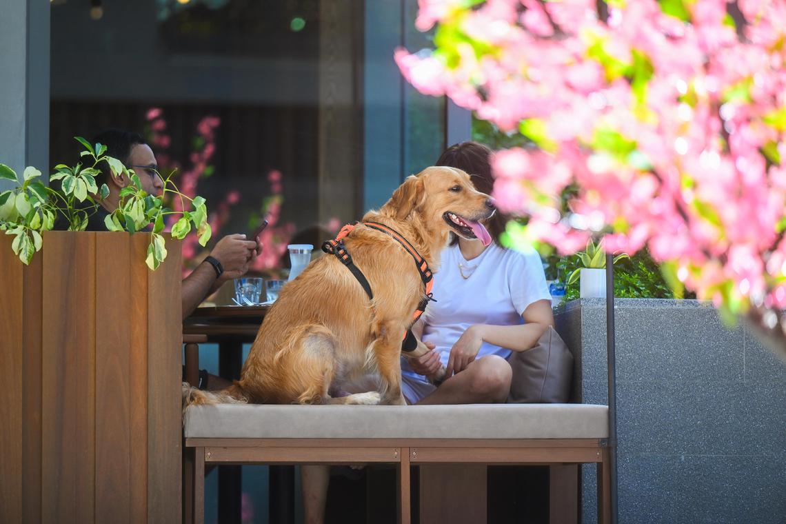 Vet Talk: Caring for a senior pet is like caring for an ageing family member
