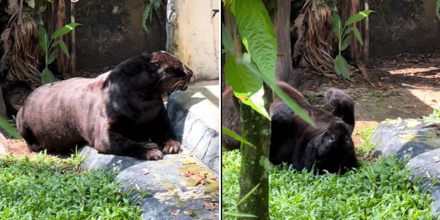 ‘Even panthers can’t escape obesity’: ‘chonky’ panther in M’sia zoo sparks public concern