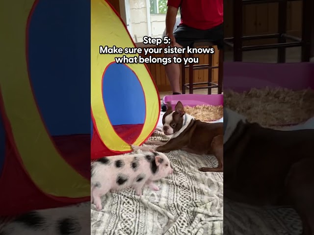 Dog's Survival Guide To Getting A New Sibling  | The Dodo