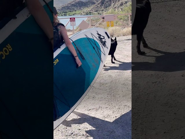 Dog And Cat Siblings Love Paddleboarding Together | The Dodo