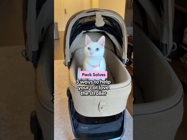 Stroller Training Tips for Indoor Cats| The Pack
