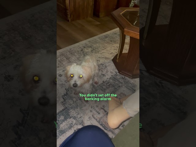 Tiny Senior Dog Is Obsessed With Life-Sized Emotional Support Doll | The Dodo