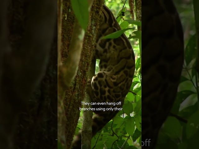 Using their unique adaptations, clouded leopards make climbing look effortless #IndiasWildLeopards