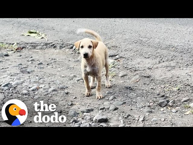 Puppy Dumped Near Busy Road Realizes She's In Luck | The Dodo
