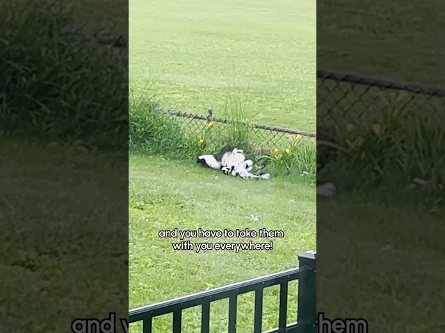 Skunk Mom Leads Her Babies Through Backyard