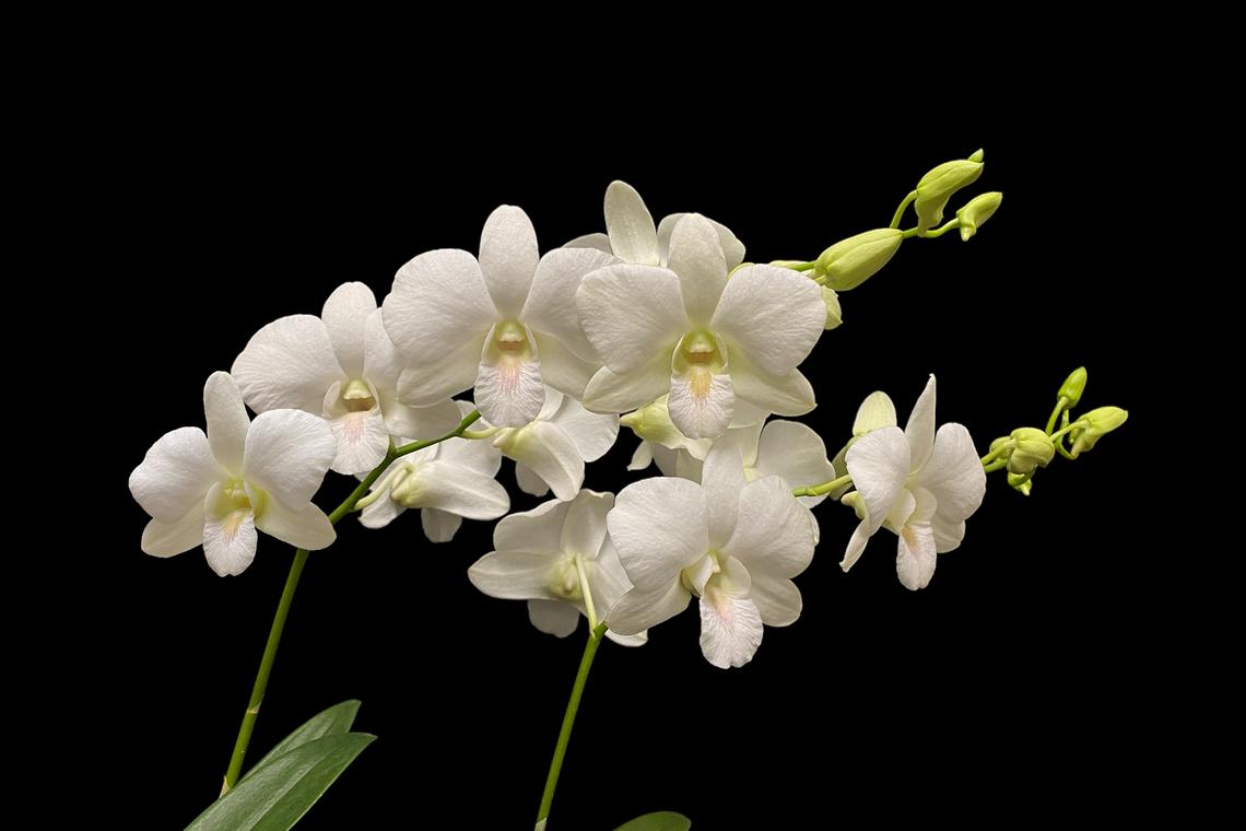 Made In Singapore: ‘Orchid diplomacy’ has flowers named after Obama, Pope Francis and Jackie Chan