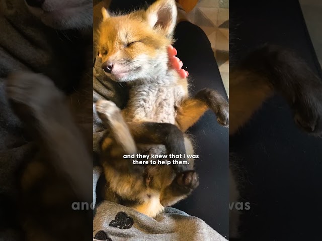 Three Baby Foxes Who Lost Their Mom Learn How To Be Wild | The Dodo