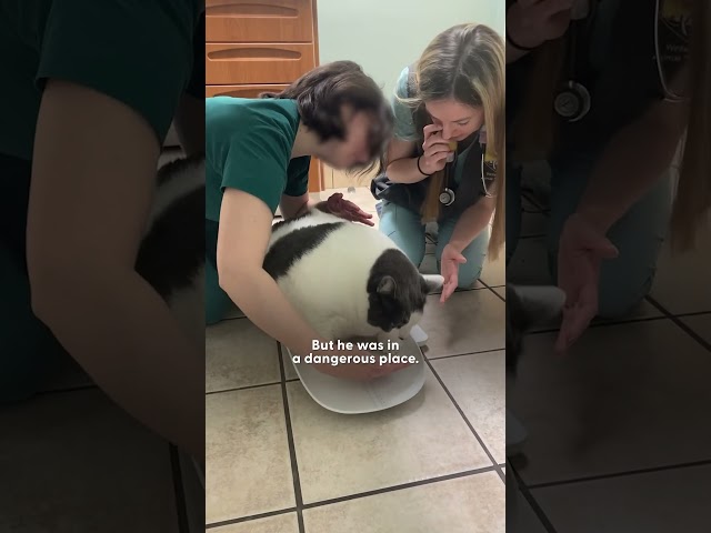 42-Pound Cat Goes On An Amazing Weight Loss Journey | The Dodo