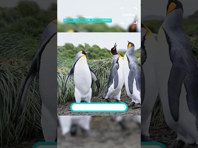 Penguin Squabbles