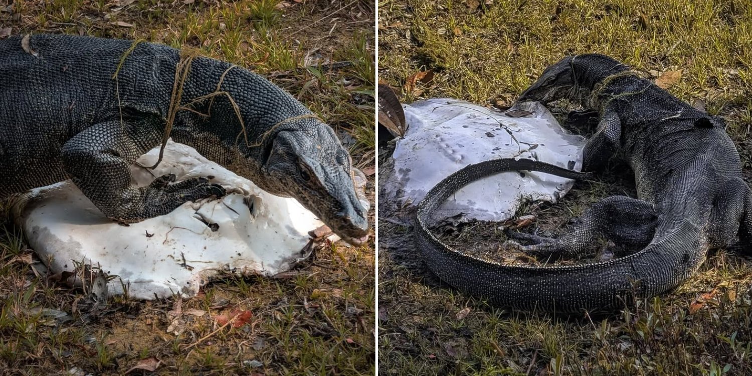 Huge monitor lizard eats stingray at macritchie reservoir, onlooker calls it ‘nat geo moment’