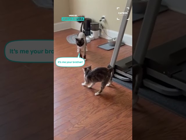 Cat Reacts To Haircut