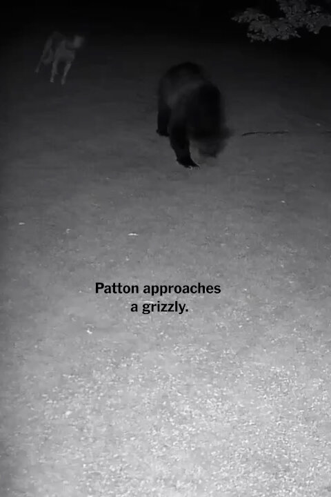 Grizzlies Were Raiding Montana Farms. Then Came Some Formidable Dogs. Grizzlies Were Raiding Montana Farms. Then Came Some Formidable Dogs.