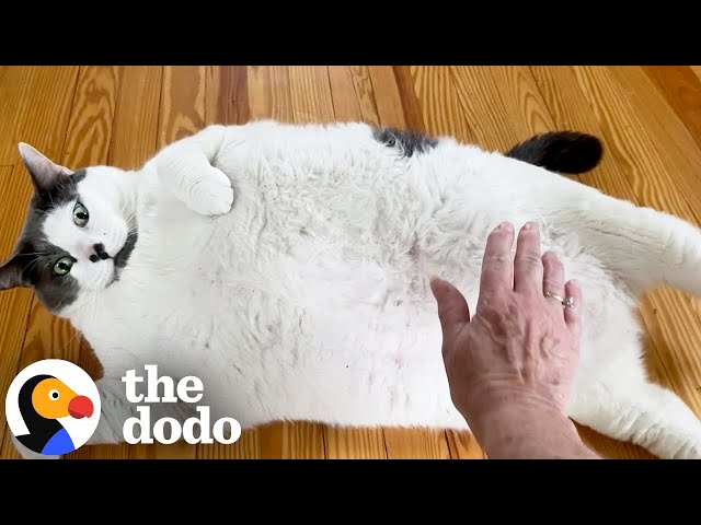 42-Pound Cat Goes On An Amazing Weight Loss Journey | The Dodo