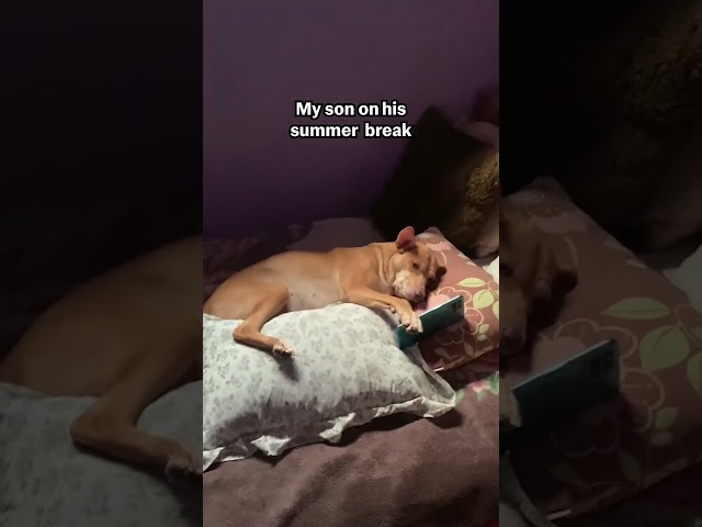 Lazy Dog Sits In Bed Watching Videos On Phone