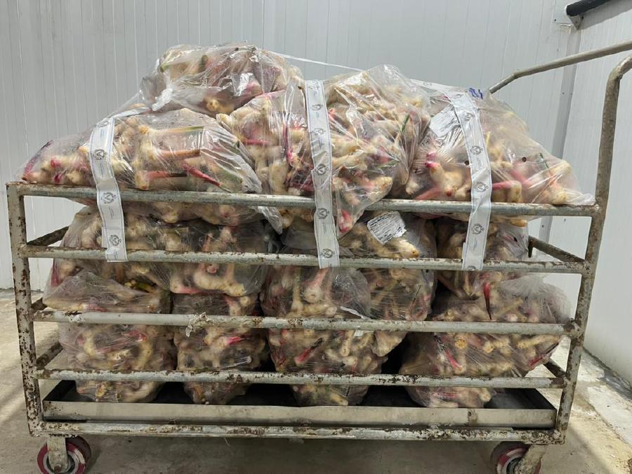 MCBA foils bid to smuggle in 200kg of galangal