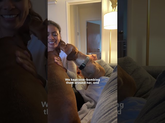 Scared Dachshund Accepts Love From Foster Dad After 6 Weeks  | The Dodo