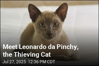 Meet Leonardo da Pinchy, the Thieving Cat