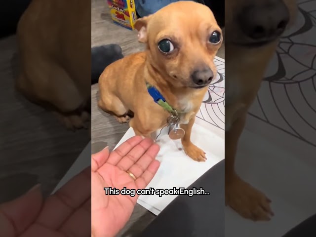 ¡Yo también hablo perro! 🐶🐾🇲🇽 #Dogs #FunnyDog #DogLovers