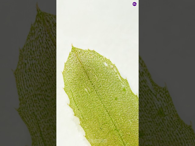 Elodea under the microscope | Close-up to Microscope