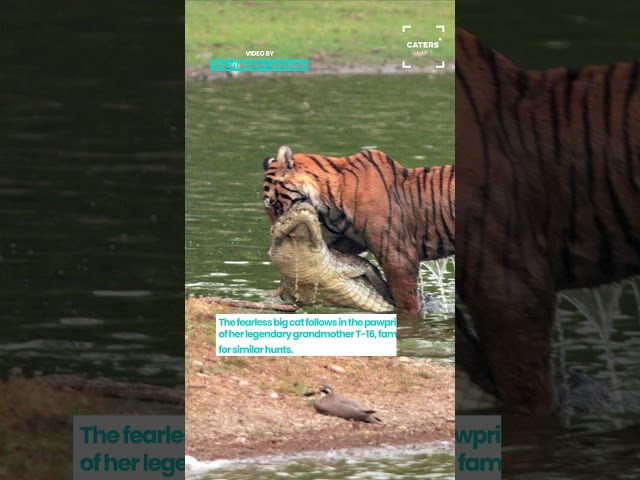 Tiger Vs Crocodile