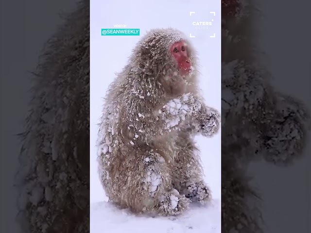 Snow Monkeys