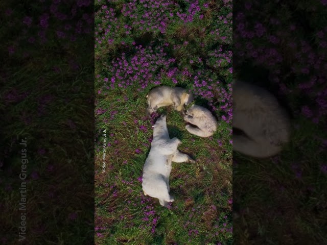 Polar bears just want to have fun in the sun! 🐻‍❄️🥹 #NationalGeographic