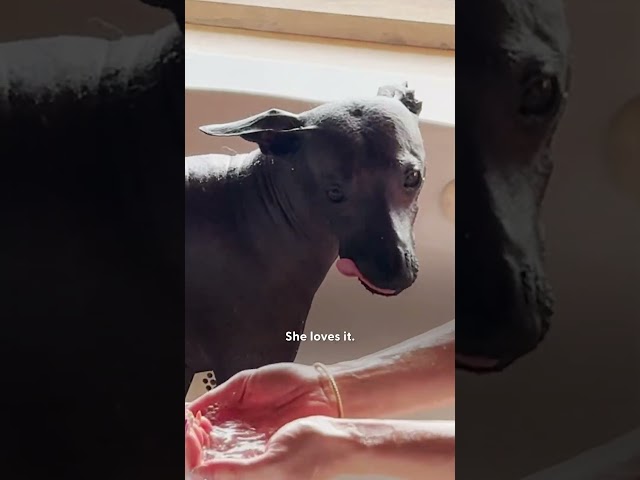 Dog Mom Paints Her Hairless Dog To Go On Walks | The Dodo
