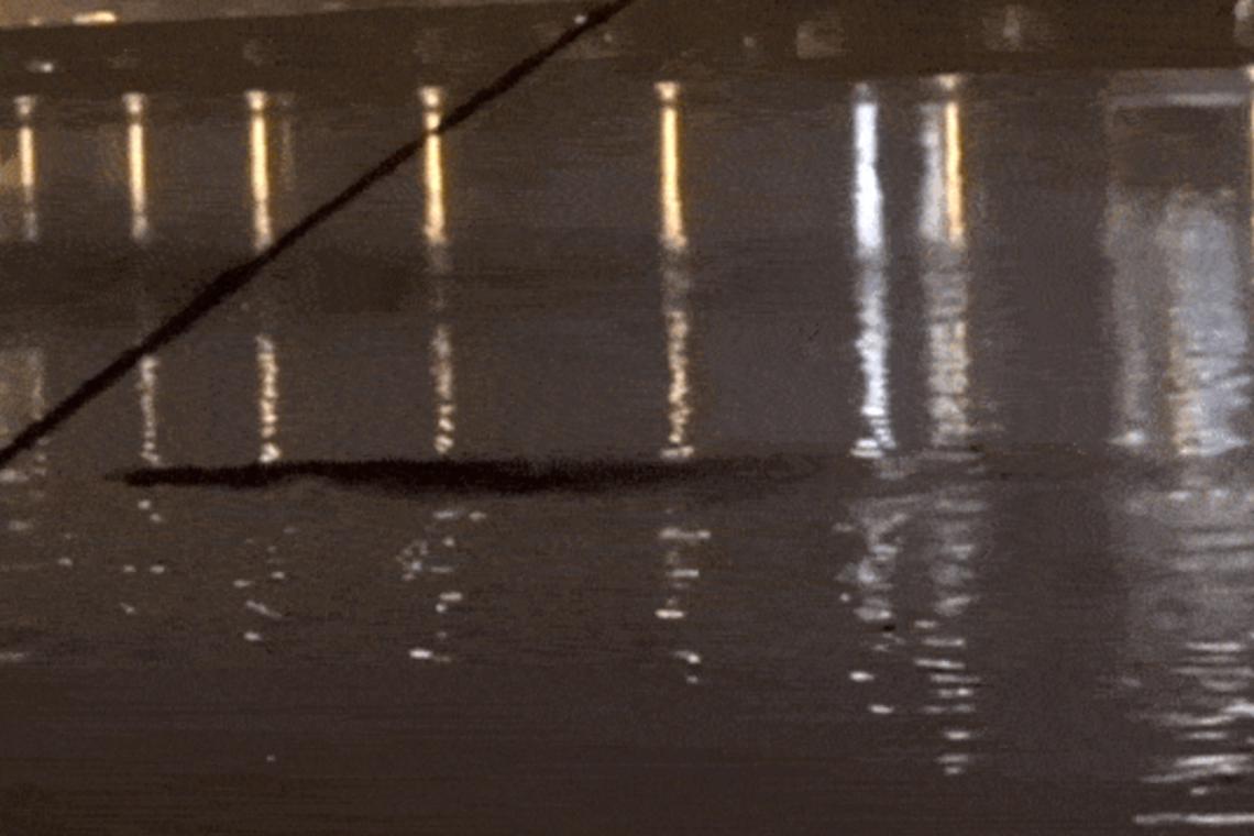 Video of unidentified creature in Seoul’s Han River goes viral