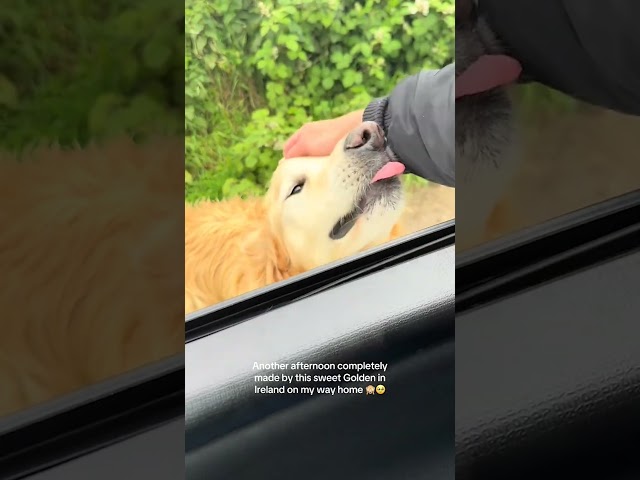 Woman Pets Golden Retriever Waiting By The Road