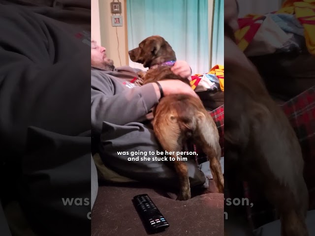 Woman Brings Home A Stray Dog Who Stole Her Food | The Dodo