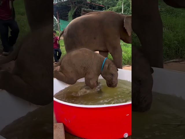 Baby Elephant Enjoys Kiddie Pool!