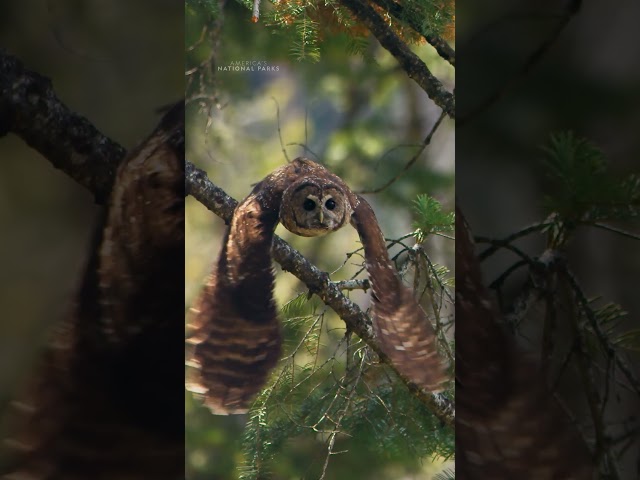 Someone’s HANGRY 🦉 #AmericasNationalParks
